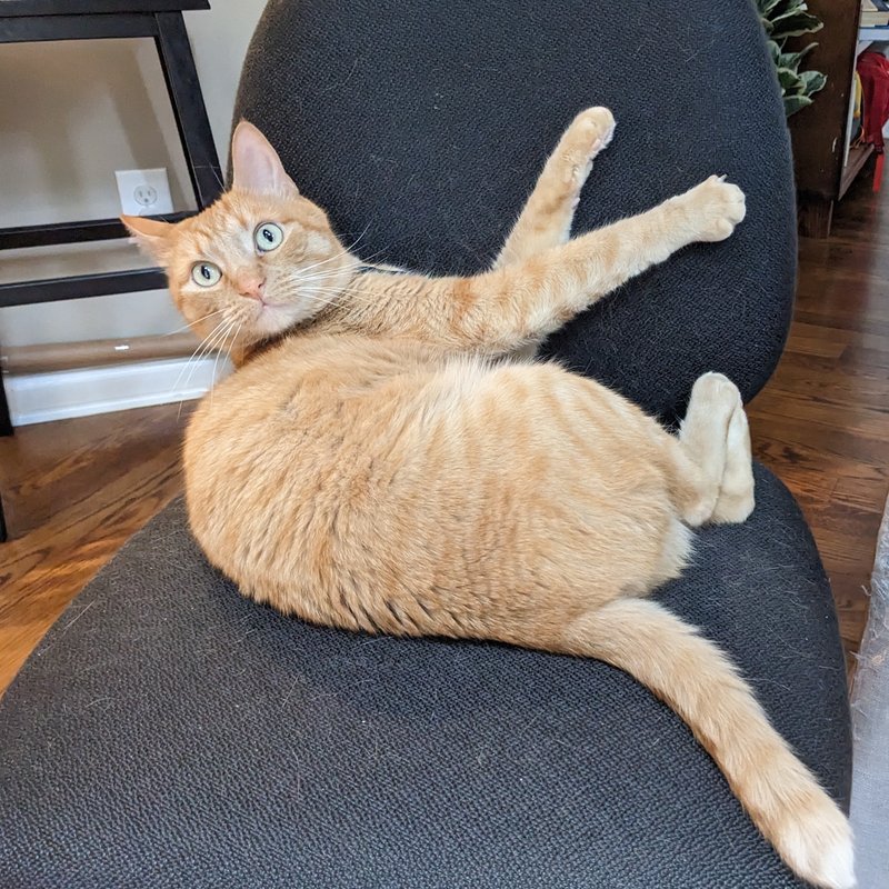 cat in chair