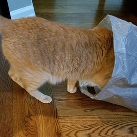 Ralph in bag