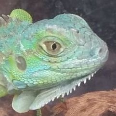 DailyIguana